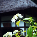 明月院の紫陽花