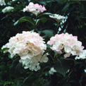 成就院の紫陽花