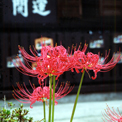 上行寺の彼岸花
