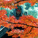 鎌倉宮の紅葉