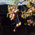 明王院の照柿