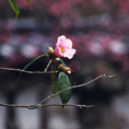 建長寺