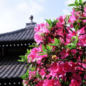 本覚寺