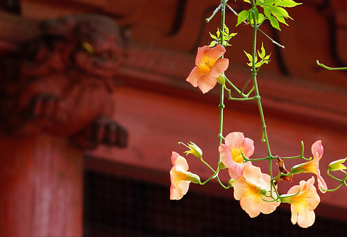 妙本寺