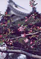 4月　カイドウ