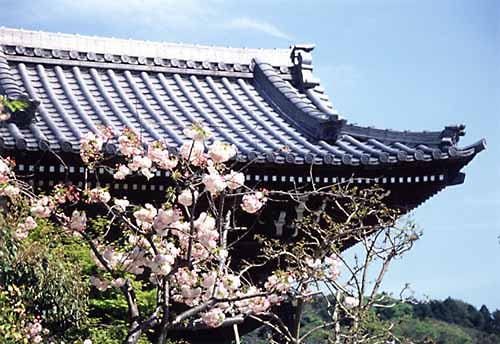 本覚寺　桜