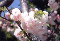 4月中　サクラ06