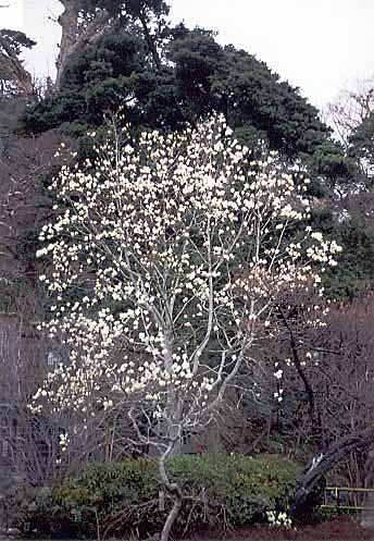 3月中旬　長谷寺　木蓮01