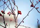 3月上 ウメ