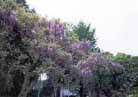 5月上 フジ