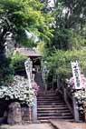 5月上 ツツジ02