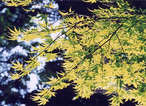 5月　円覚寺　楓