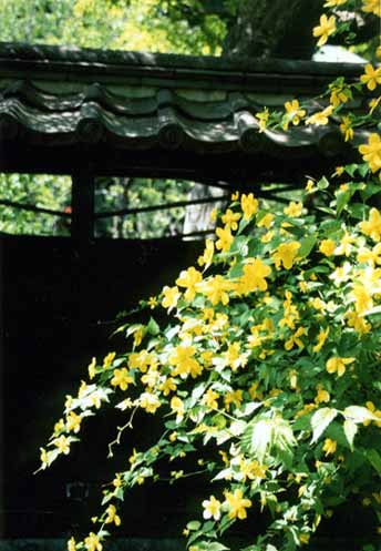 4下 東慶寺 山吹