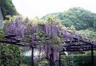 4月下 フジ02