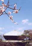 3月中 桃