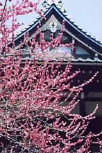 安国論寺桃