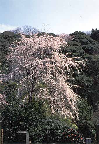 3月下旬　安国論寺　桜02